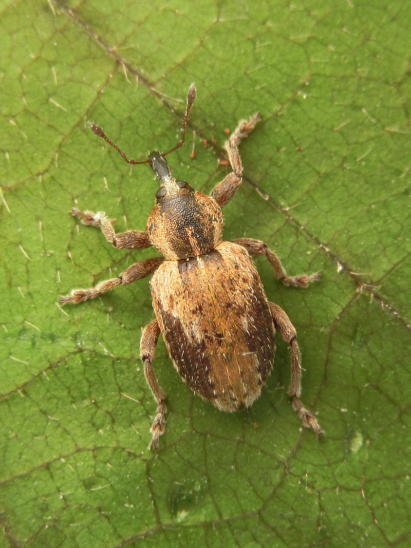 Curculionidae: Hypera plantaginis??